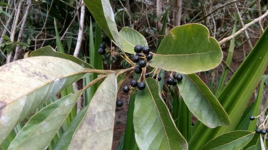Litsea glutinosa fruit