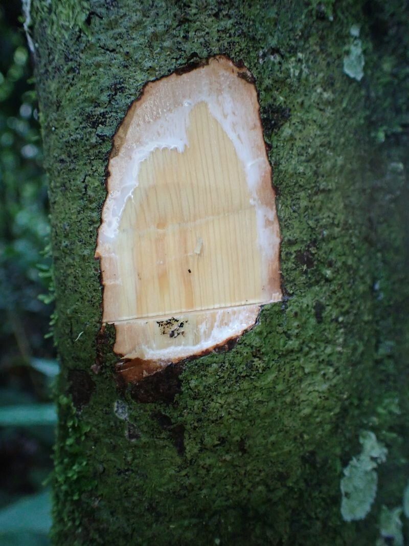 Synsepalum longicuneatum bark