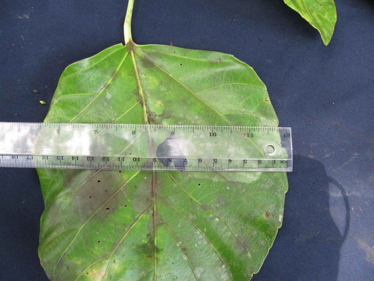 Dendropanax sessiliflorus — search result for 'Dendropanax'