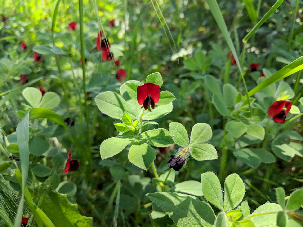 Lotus tetragonolobus fruit