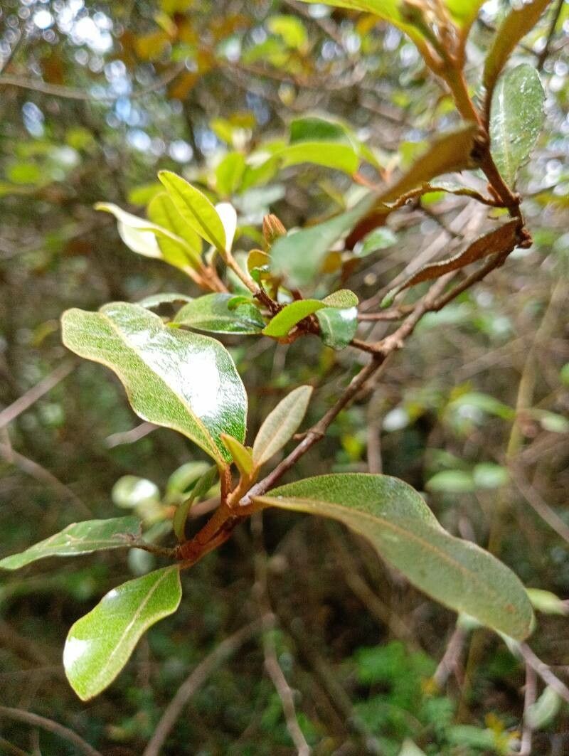 Croton submetallicus leaf
