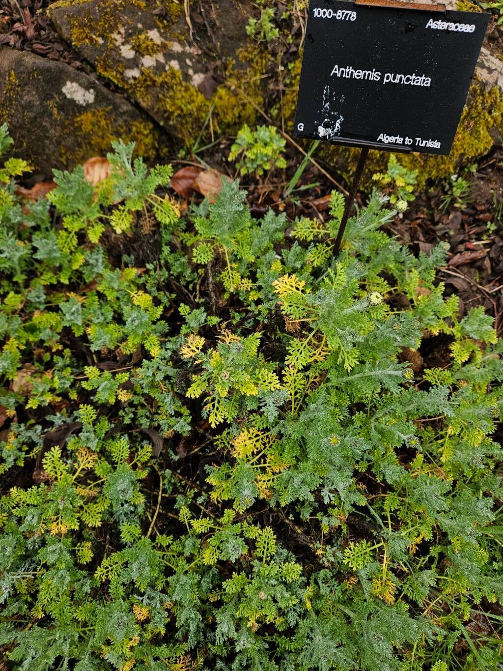 Anthemis punctata habit