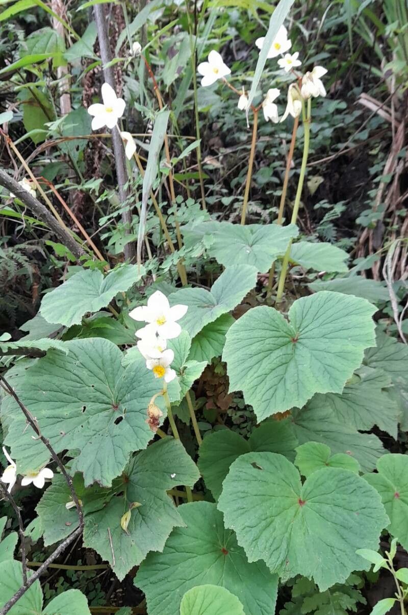 Begonia rubricaulis habit