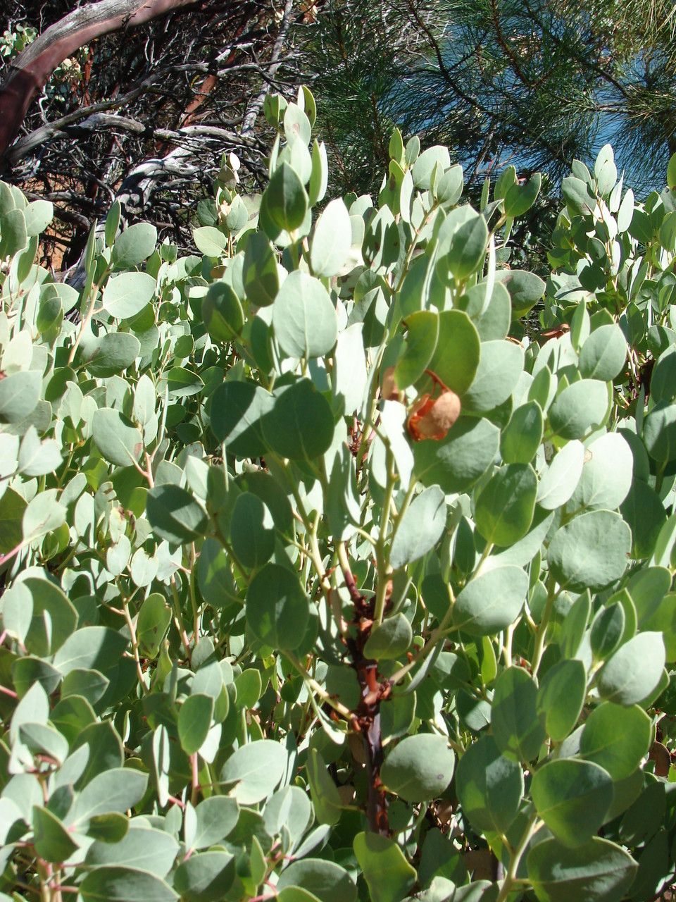 Arctostaphylos glauca — search result for 'Arctostaphylos'