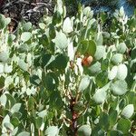 Arctostaphylos glauca