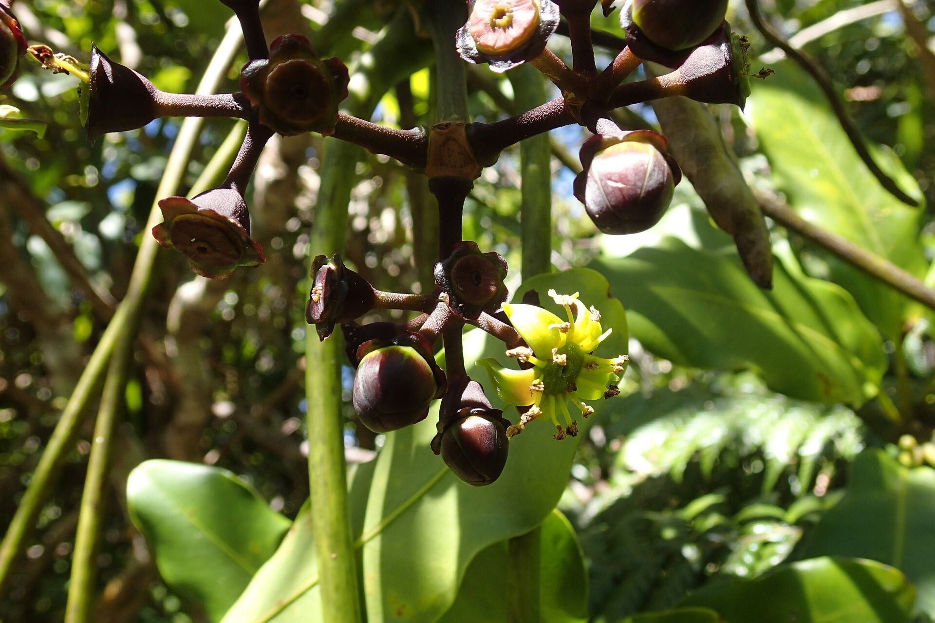 Plerandra plerandroides flower