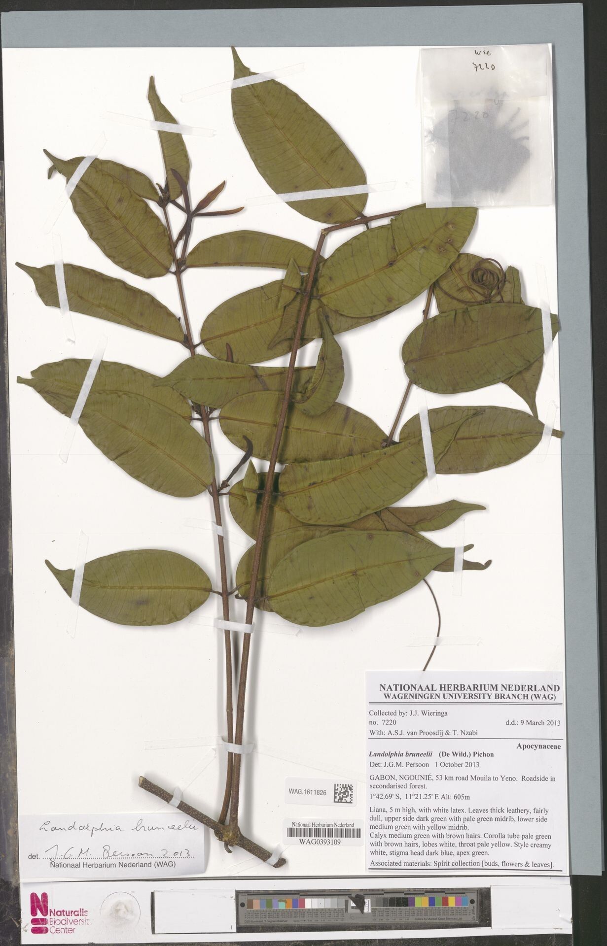 Landolphia bruneelii — related species from the same genus