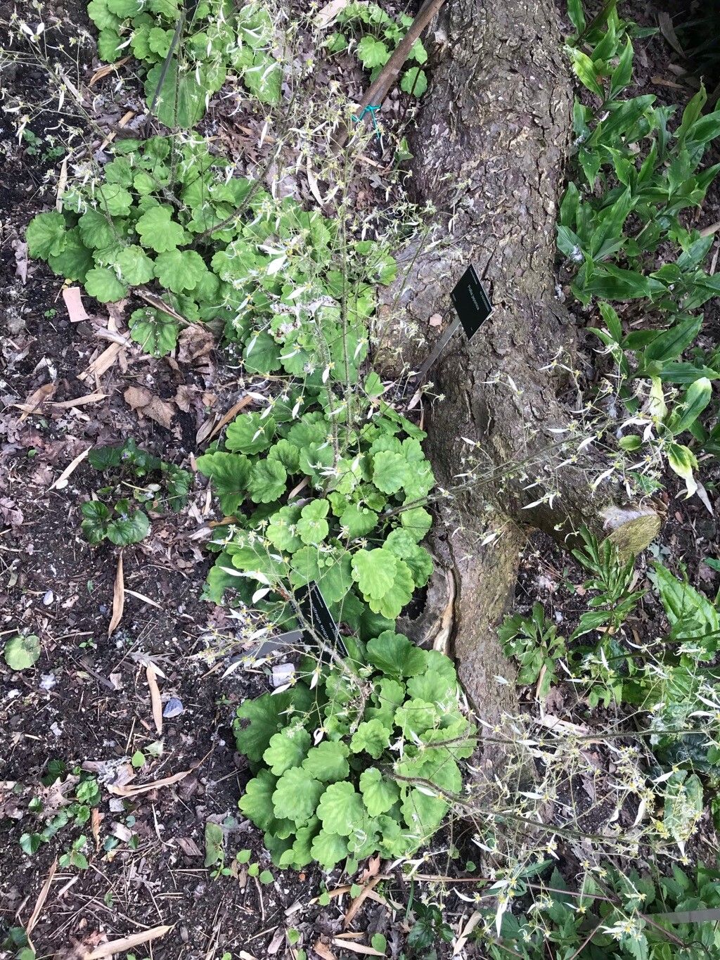 Saxifraga elliptica — houseplant care guide