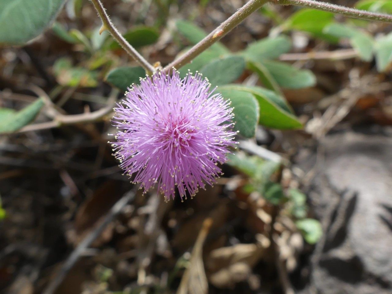 Mimosa debilis flower