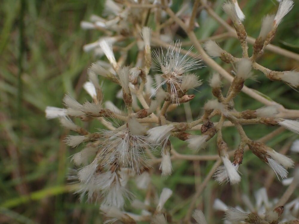 Vernonia potamophila — houseplant care guide