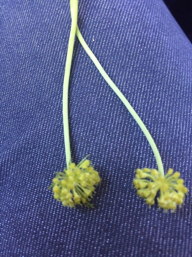 Sanicula arctopoides flower