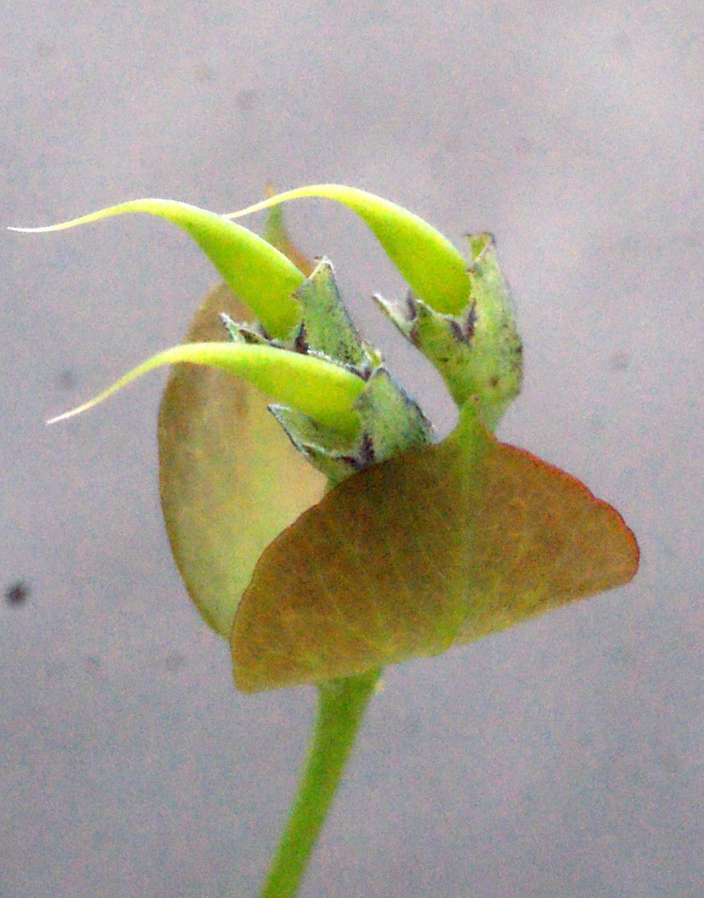 Daviesia cordata fruit