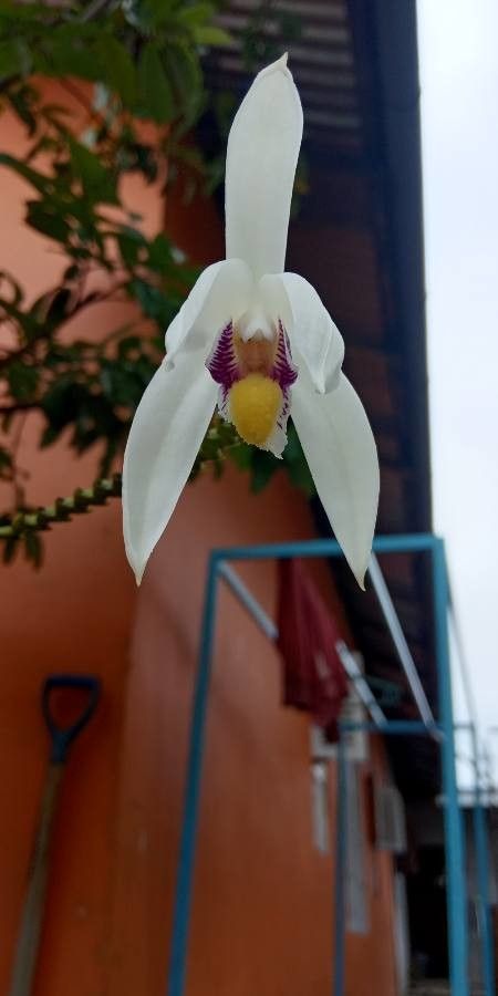 Eria coronaria — houseplant care guide