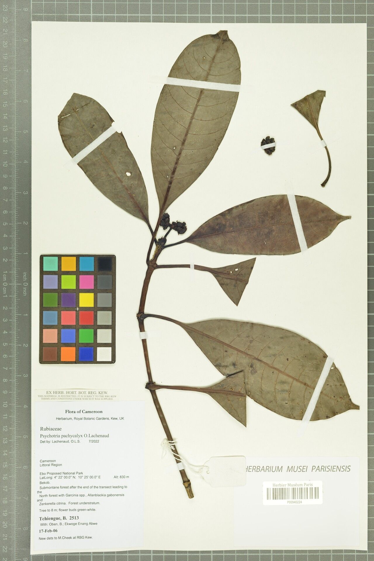 Psychotria pachycalyx — houseplant care guide