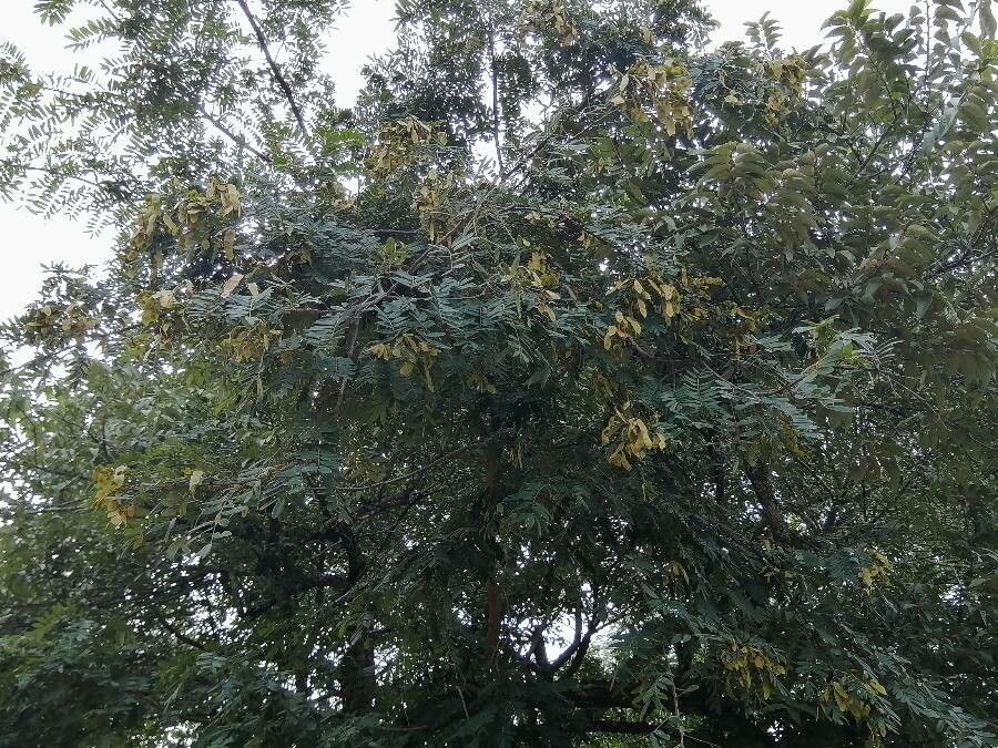 Lonchocarpus rugosus habit