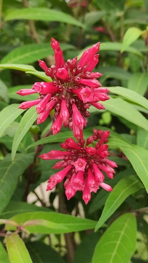Cestrum elegans flower