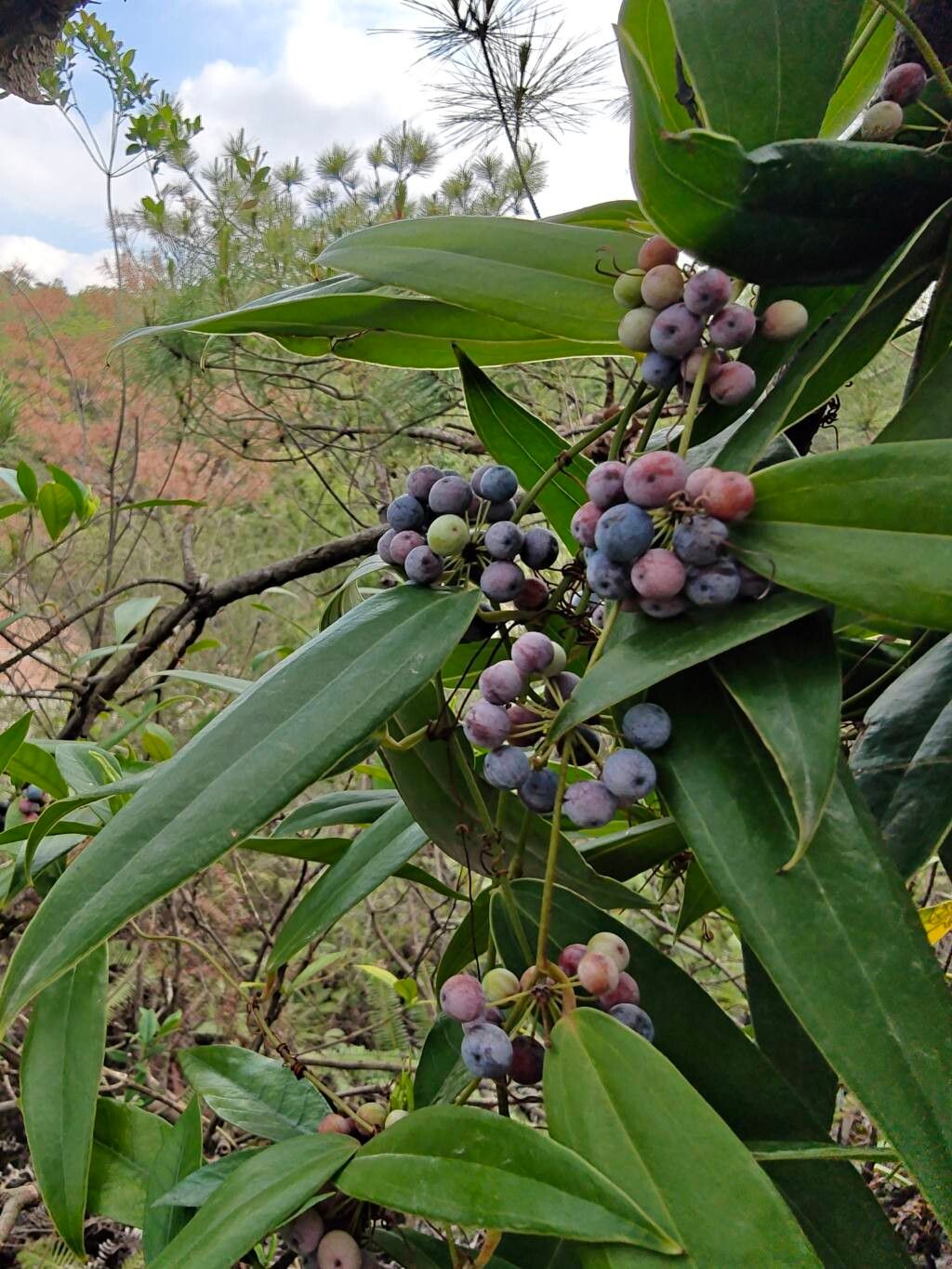 Smilax glabra fruit