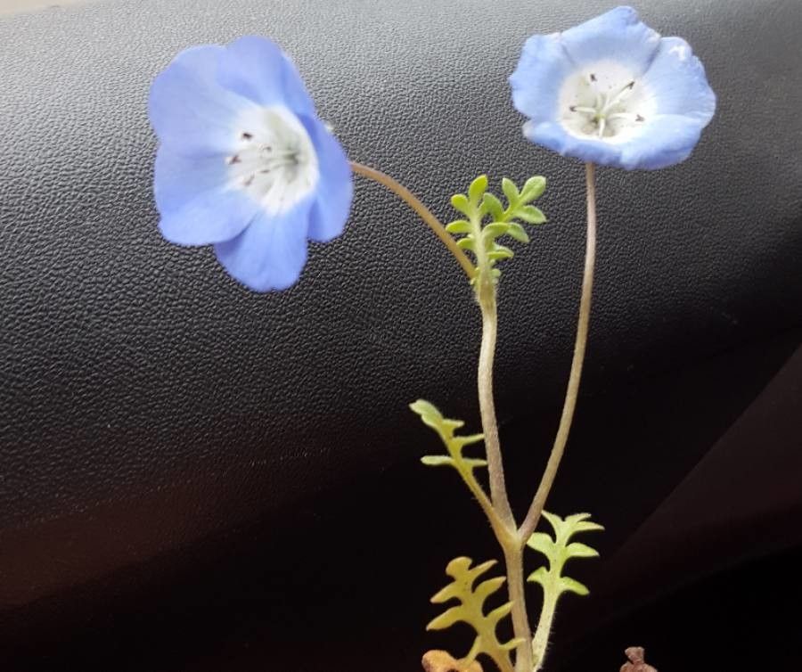 Nemophila menziezii bark
