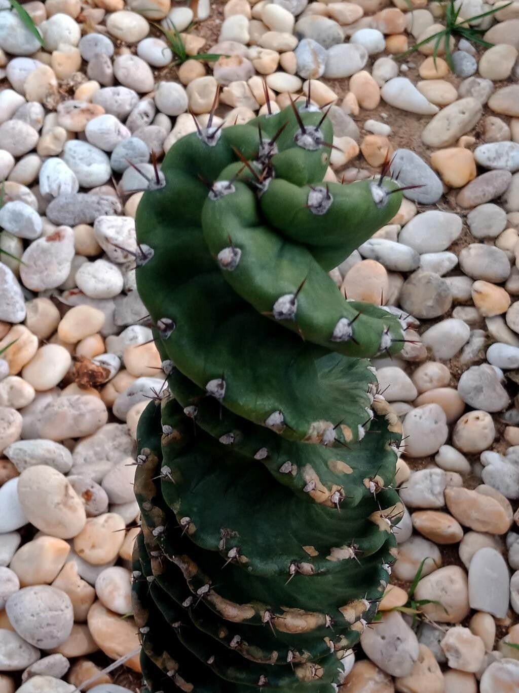 Cereus forbesii