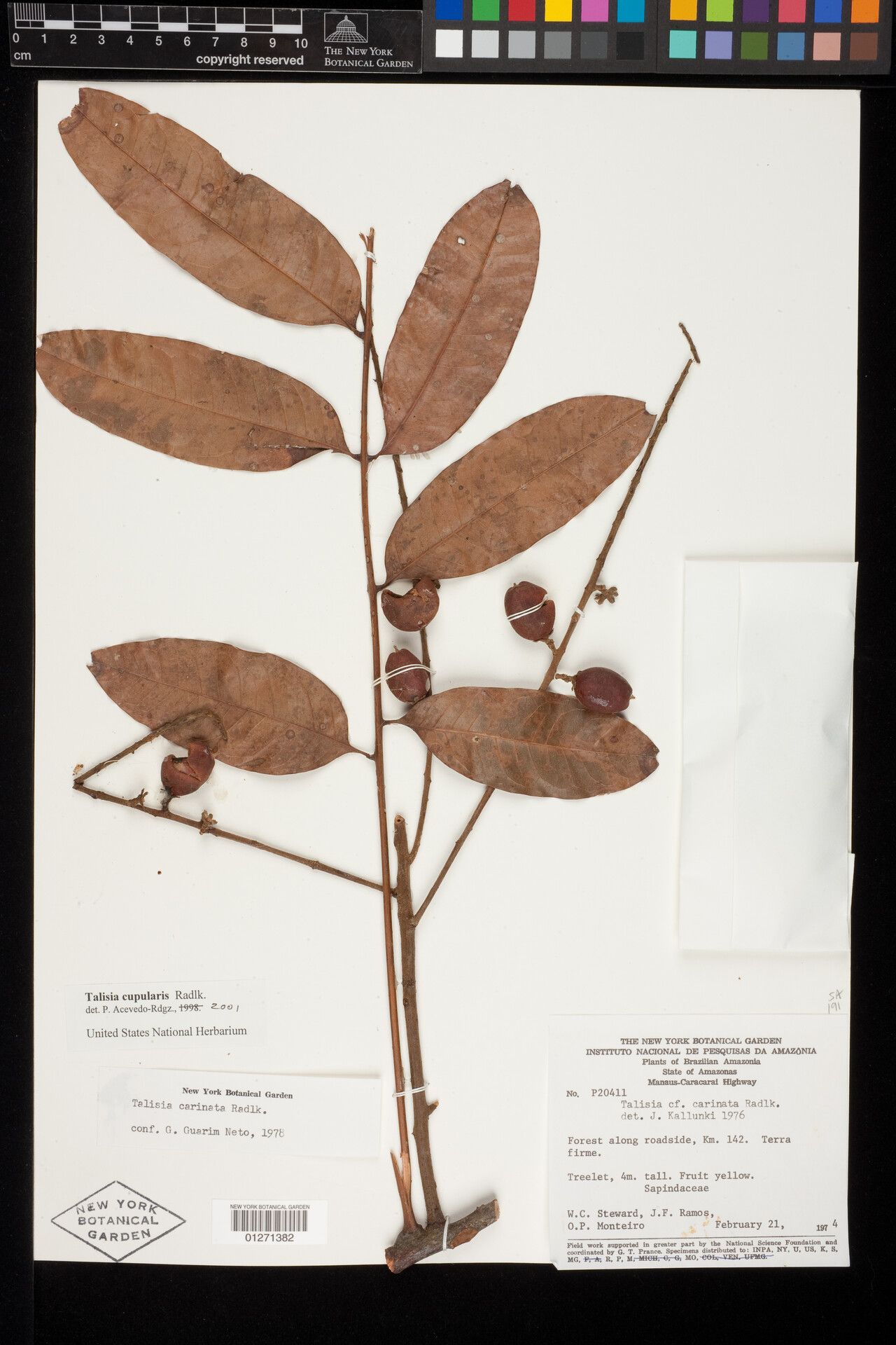 Talisia cupularis fruit