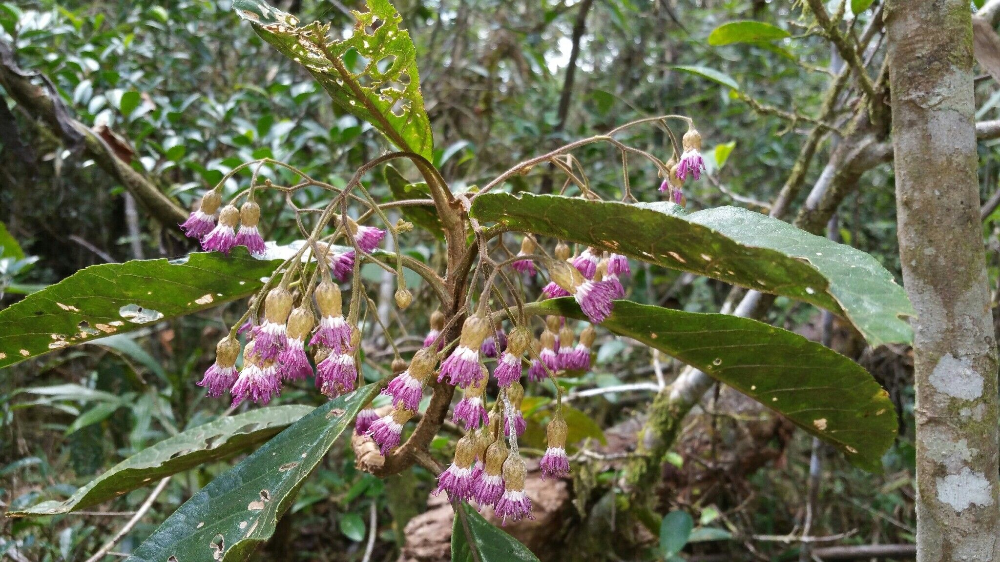 Gymnanthemum chapelieri flower