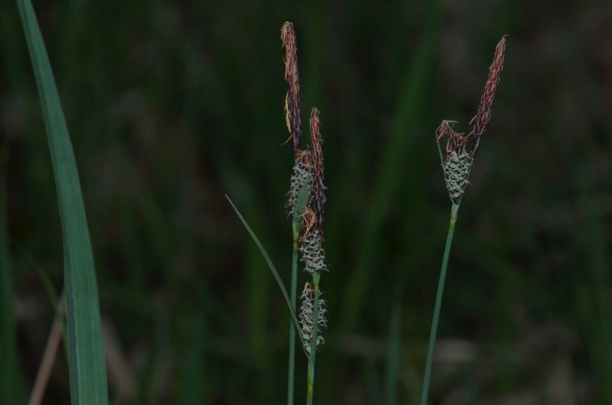 Carex tomentosa flower