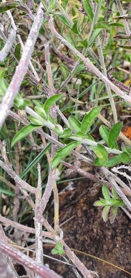 Cycnium volkensii leaf