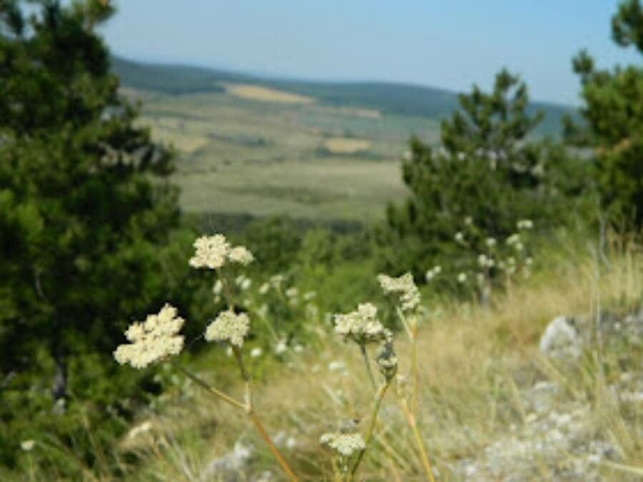 Seseli leucospermum other
