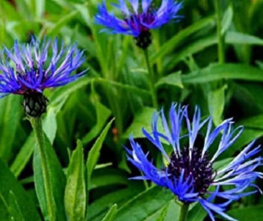 Centaurea mollis — search result for 'Cyanus'