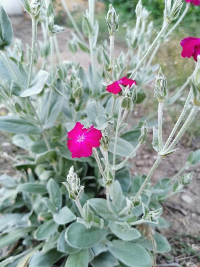 Lychnis coronaria flower