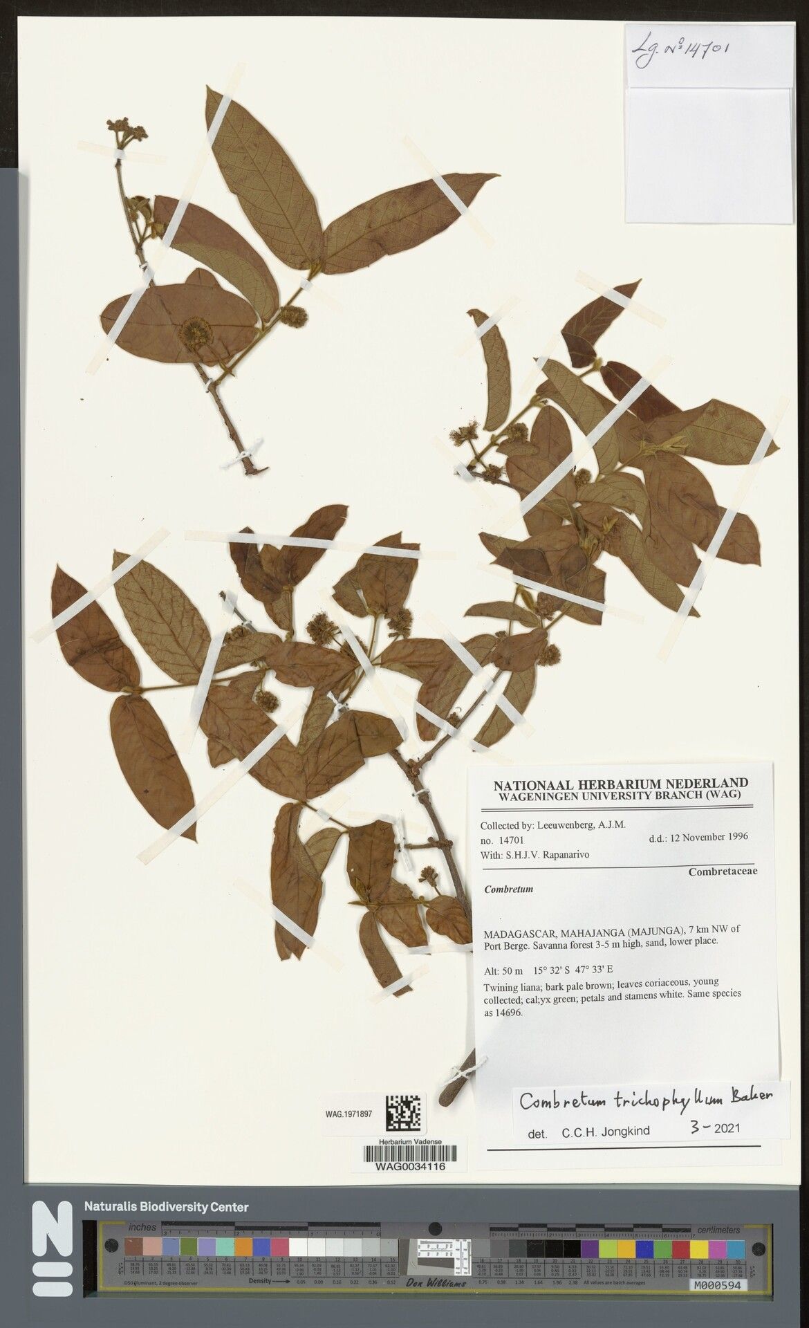 Combretum trichophyllum — houseplant care guide