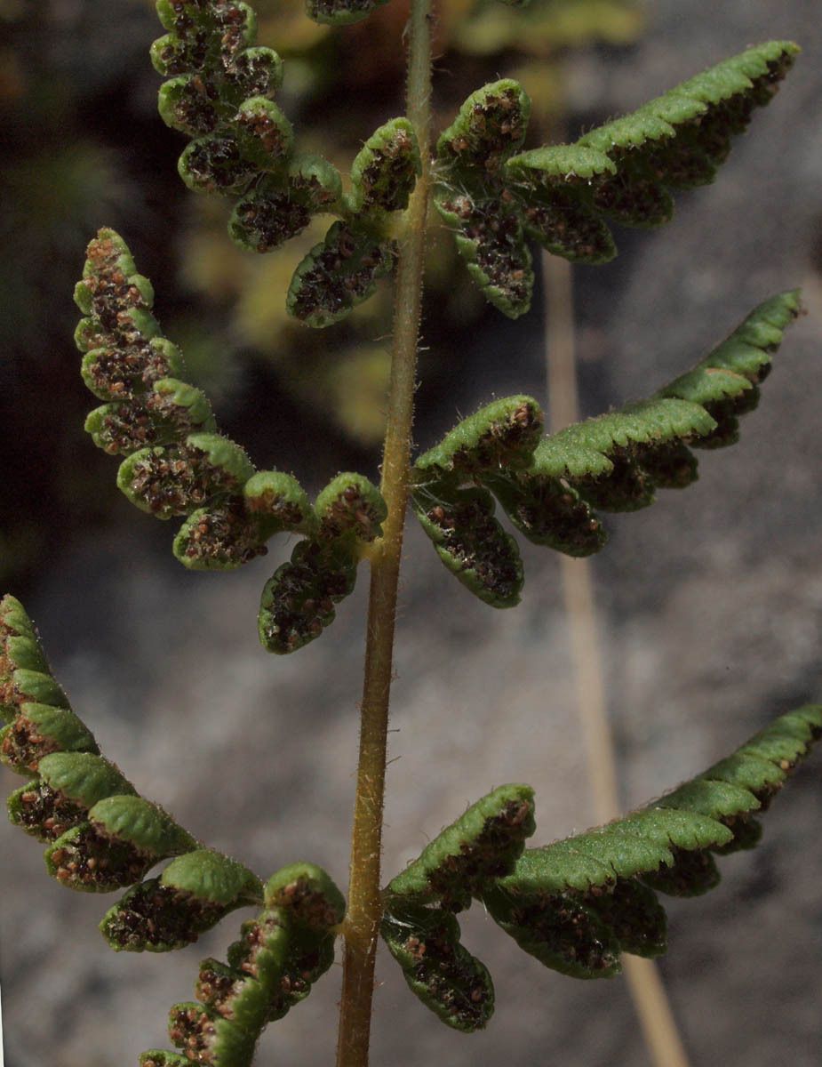 Woodsia scopulina — houseplant care guide