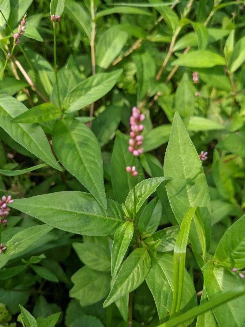 Polygonum persicaria fruit