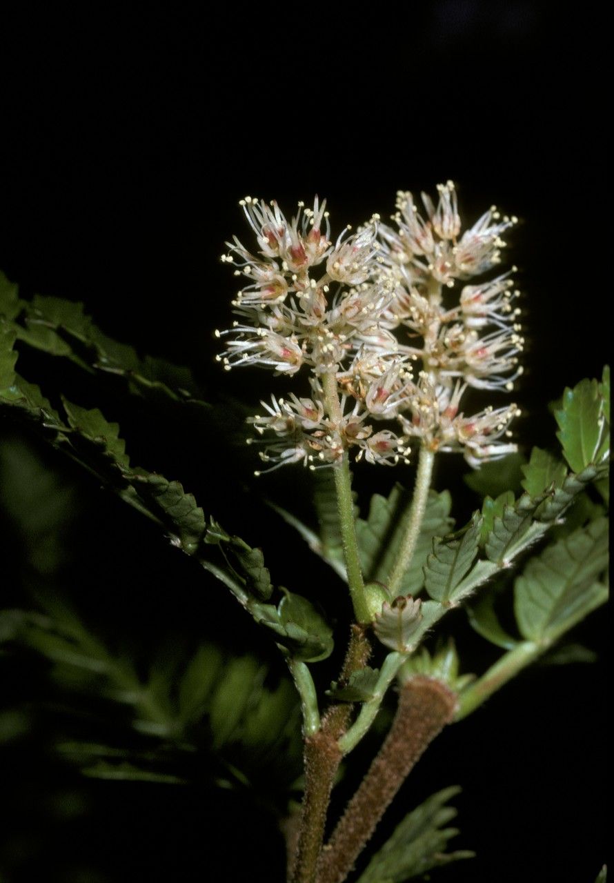 Weinmannia trichosperma flower