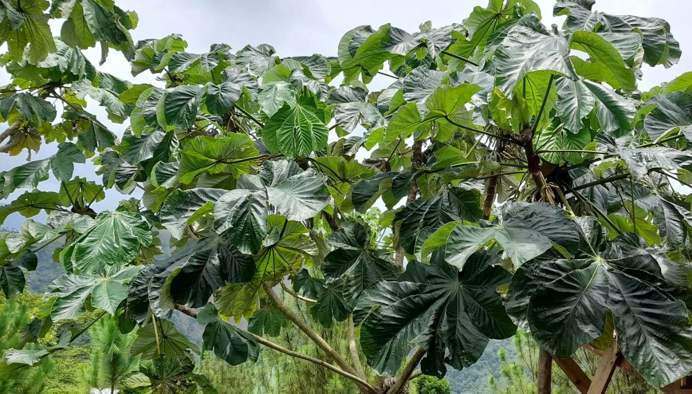 Cecropia schreberiana habit