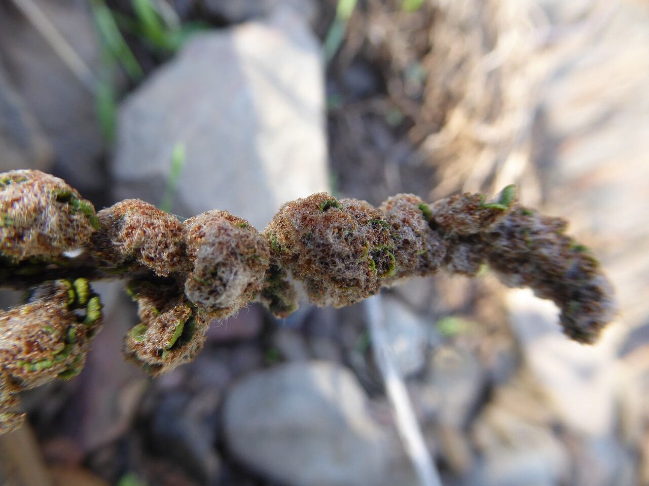 Cosentinia vellea leaf