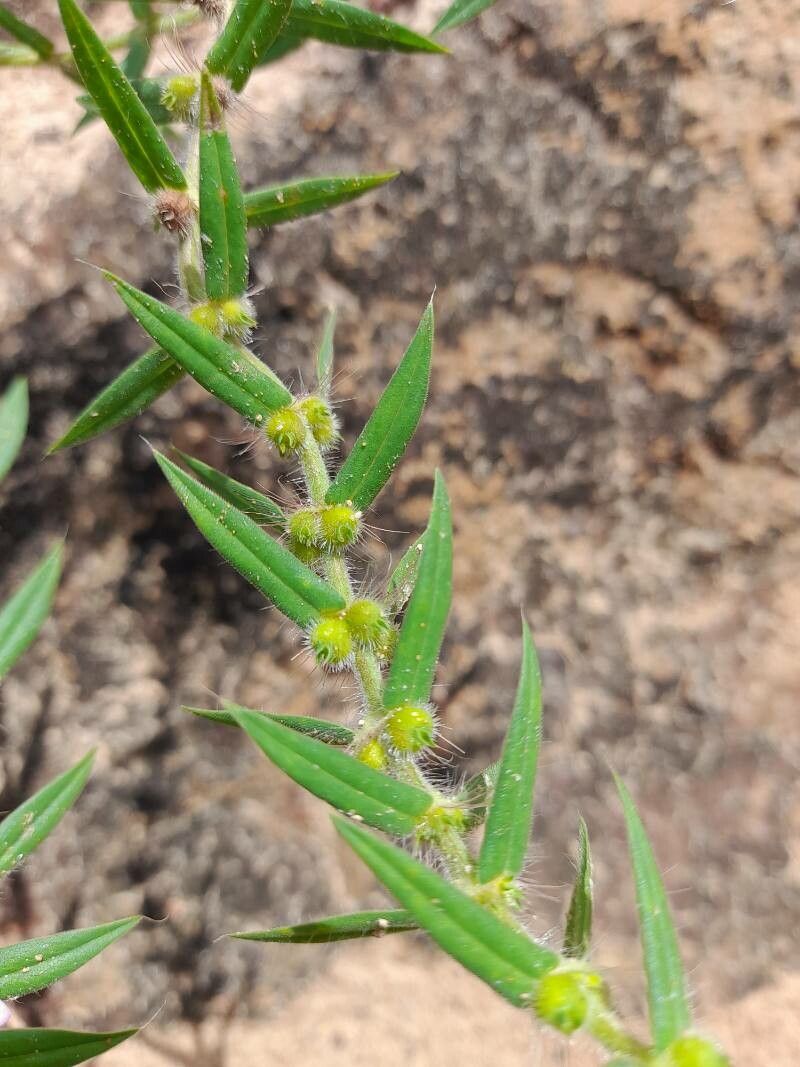 Diodella teres fruit