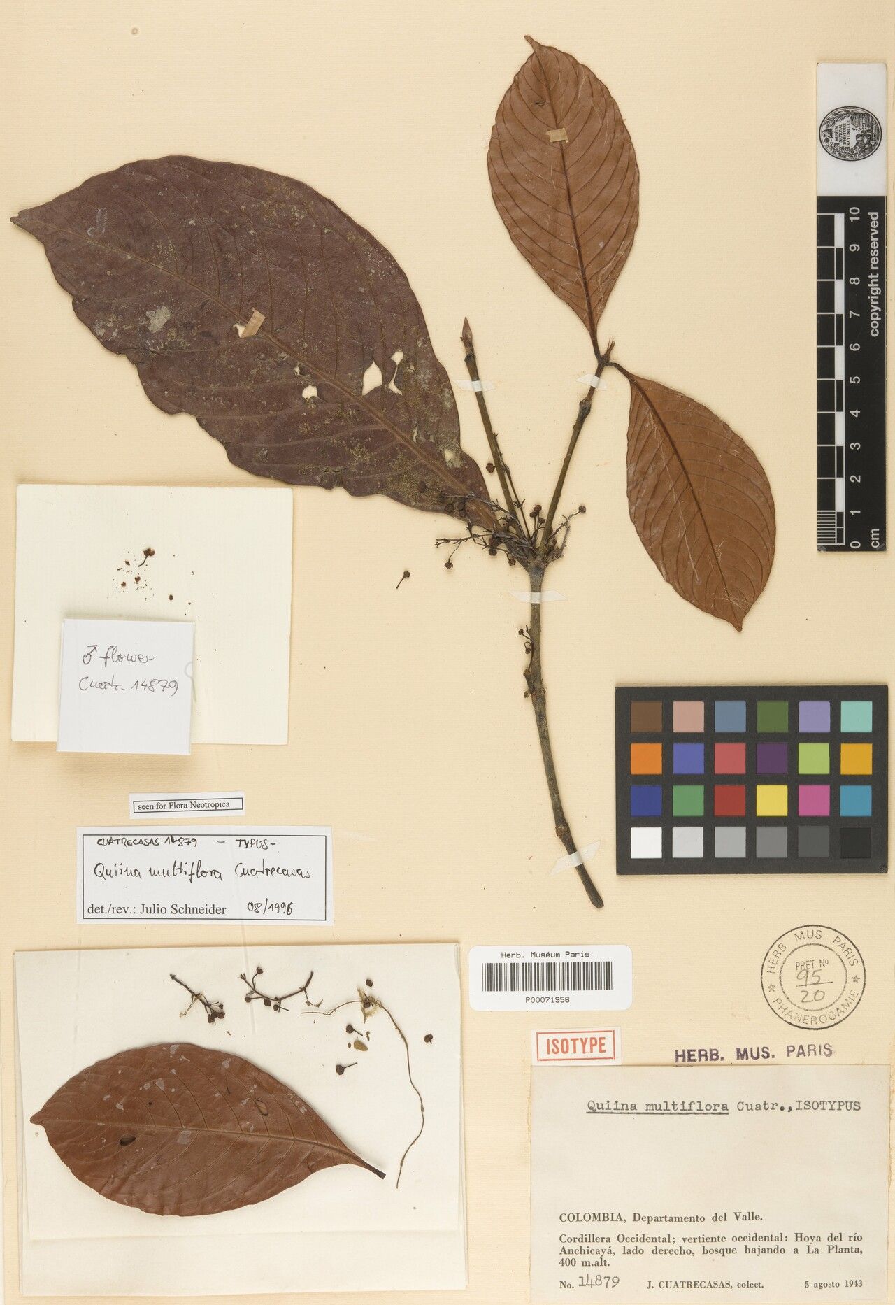 Quiina florida flower