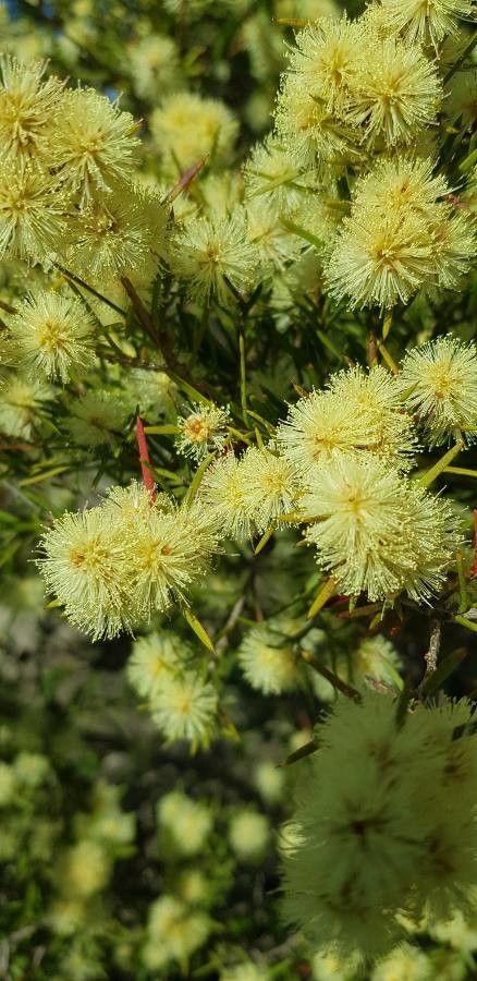 Acacia echinula flower
