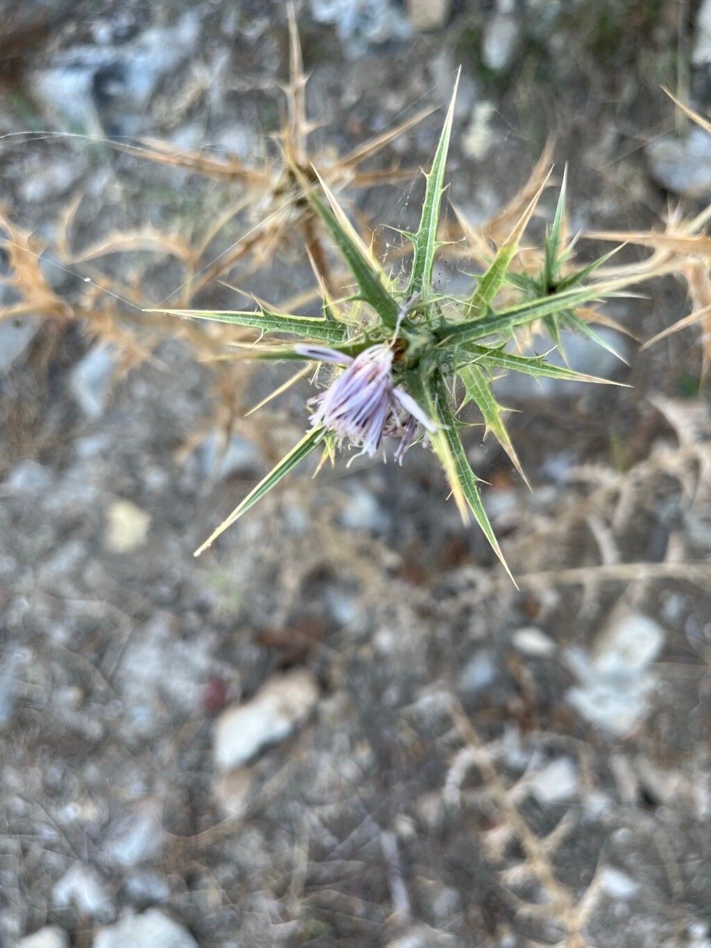 Carthamus dentatus flower