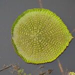 Victoria amazonica