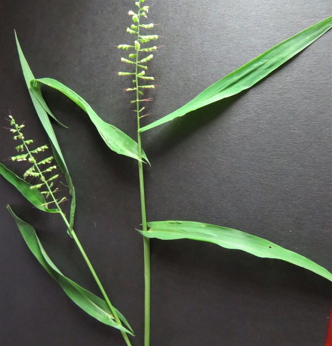 Setaria sagittifolia — search result for 'Setaria'