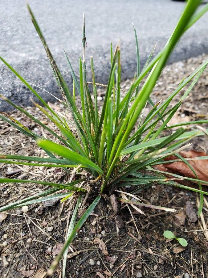 Juncus squarrosus leaf