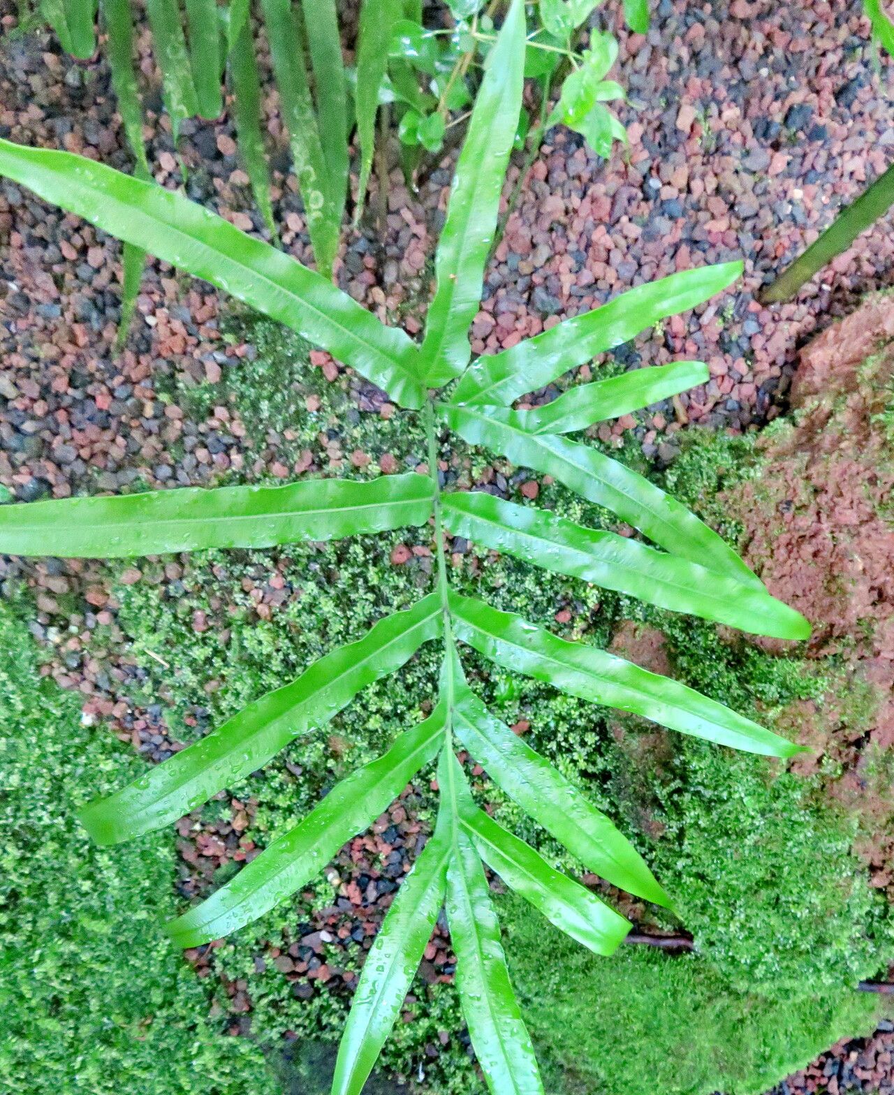 Pteris comans — search result for 'Pteris'