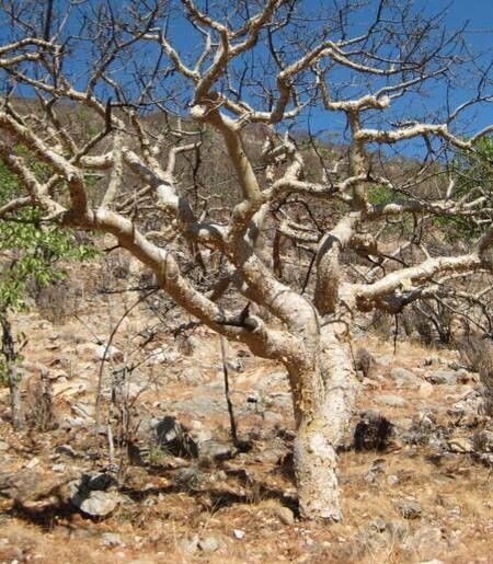 Commiphora tenuipetiolata — houseplant care guide