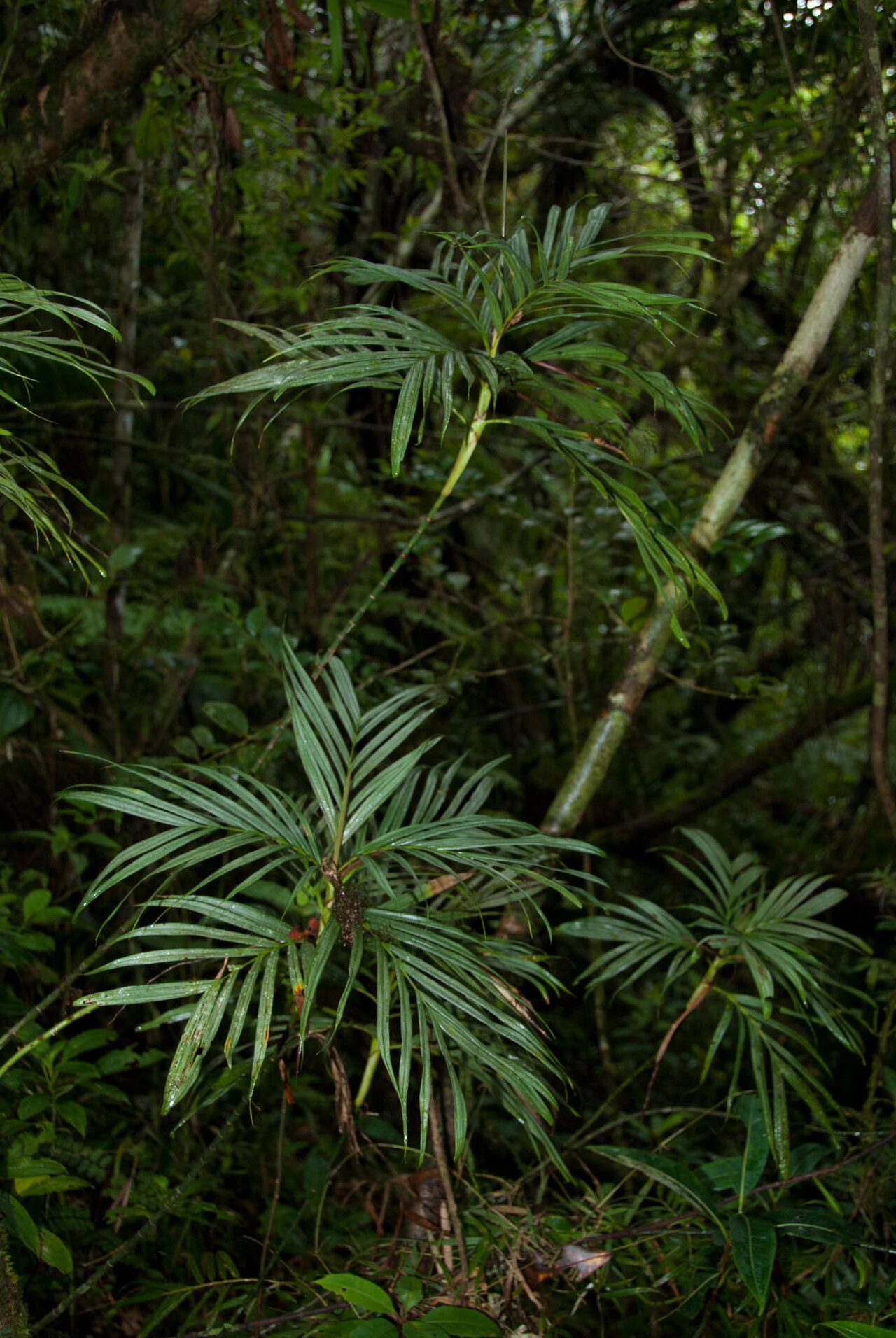 Dypsis cookei — houseplant care guide