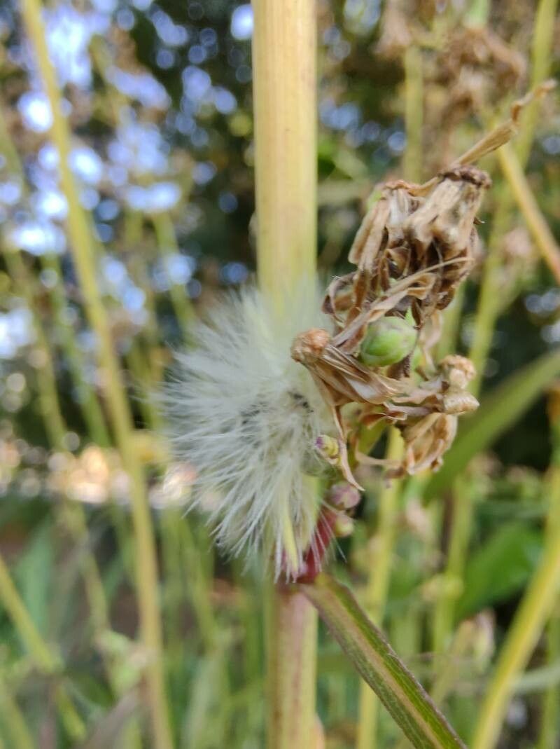 Pterocypsela indica fruit