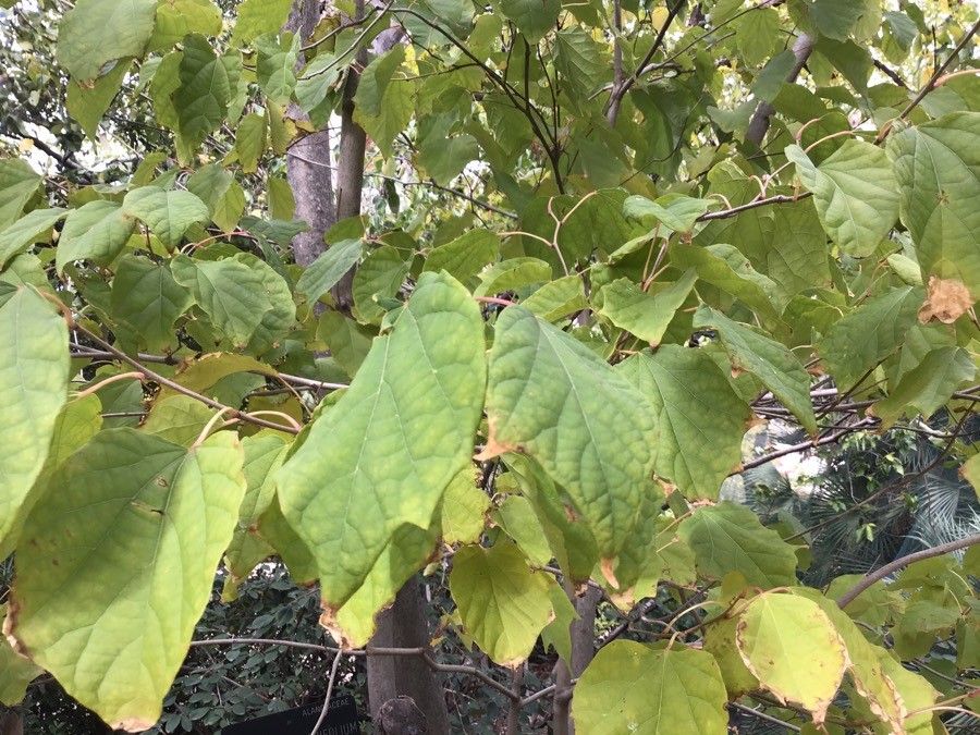 Alangium platanifolium — related species from the same genus