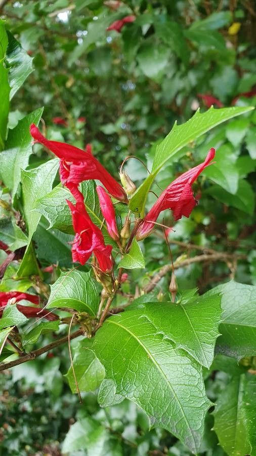 Graptophyllum excelsum — related species from the same genus