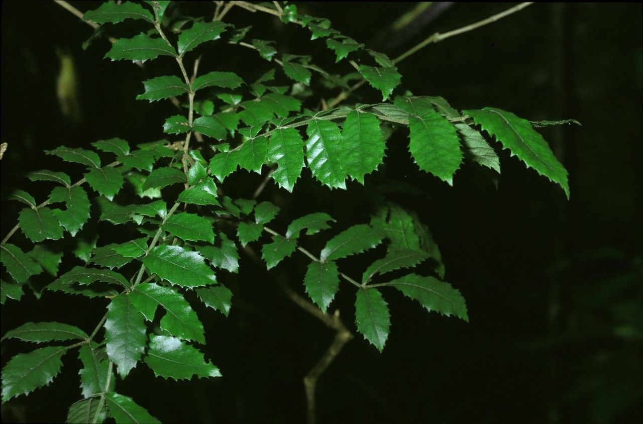 Pterophylla sylvicola bark